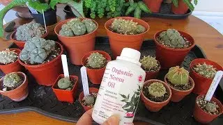 How to use Neem oil as a preventative & treatment for pests on Lophophora cacti & other cacti