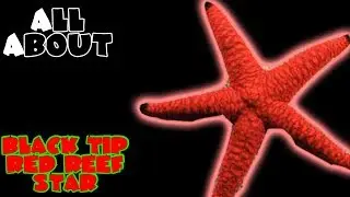 All About The Red Sea Star or Black Tip Red Reef Starfish or Red Fromia Starfish