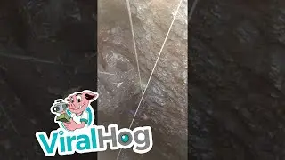 Goat Rescue Operation || ViralHog