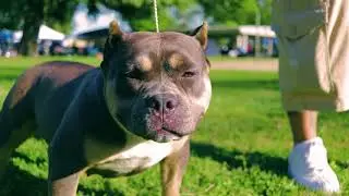 Show Time Kennel of Cali 