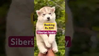 Cheapest price Siberian husky puppies in India all india deliver