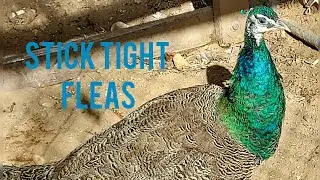 Stick Tight Fleas