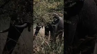 https://afrikaborwaexperiences.co.za/zambezi-dusk/