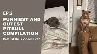 Funniest and Cutest Pitbull Compilation EP.2 | Best Pit Bulls Videos Ever
