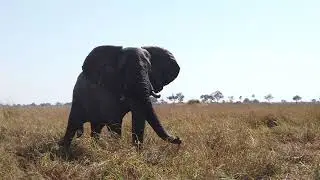 Elephant Bull 4k slow mo