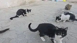 Street Cats Enjoy Their Meal Together 😻 | Peaceful Feeding Moment