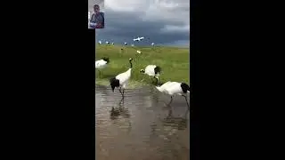the amazing world. #nature #animals #birds