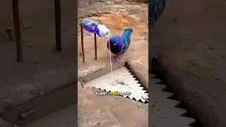 Pi&egrave;ge pour attraper les volailles