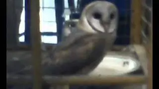 Simens Ka Ullooo