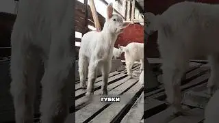 Самая милая порода коз, которую вы видели! 🐐🥹 #животные #милыеживотные
