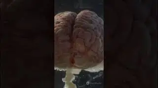 Your Brain Generates Enough Electricity to Power a Light Bulb #humanbodyfacts #brainfacts #shorts