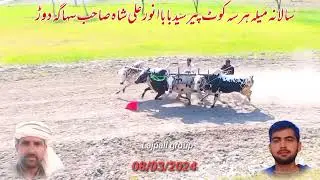 New Suhaga Bail Race Mela_09/03/2024 سالانا میلہ ہرسا کوٹ پیر سید بابا انور علی شاہ صاحب سہاگہ دوڑ
