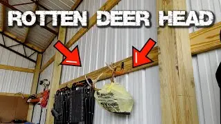 How to European Mount a ROTTEN DEER SKULL!
