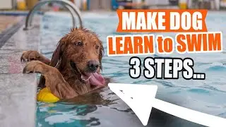 HOW to MAKE your DOG LEARN to SWIM 🐶🌊(Beach or Pool)
