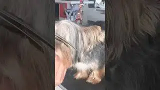 Pasos f&aacute;ciles para hacer una carita de Yorkie 🐶#peluquer&iacute;acanina #perros #mascotas #yorkie #dog