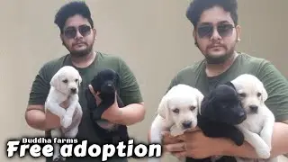 Free dog adoption - *Labrador for free adoption* black,golden | dog for adoption free | Adopt me
