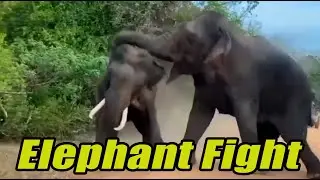 Sri Lankan wild elephant fighting IN front of safari jeep