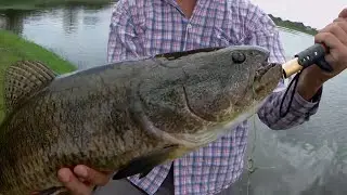 Pesca de tararira ENORME con señuelo de superficie en Cordoba