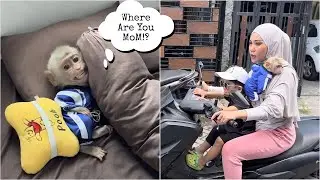 Mommy panicked when she saw Baby Monkey Alpha running out of the room screaming