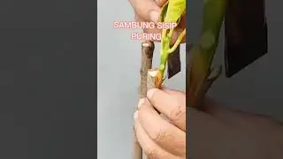 SAMBUNG SISIP PURING WORTEN BEUTY DENGAN PURING LOKAL