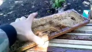 Ставим ловушки для роев !