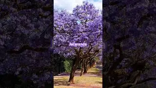 Gulmohar | Amaltas | Jacaranda #jacaranda #gulmohar #amaltas #colours #eyecatching