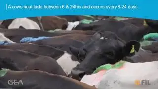 GEA Dairy Farming &ndash; How to Tail Paint Using FIL Tell Tail