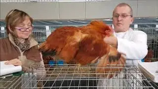 Razstava malih pasemskih živali Nm