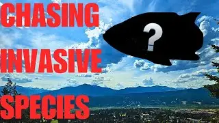 Catching INVASIVE Fish In British Columbia! (Underwater Footage!)