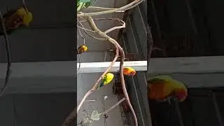 Daman aviary park 🏞️🏝️🏖️🦜🪿🦩