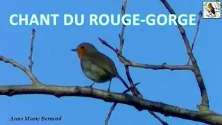 Chant du Rougegorge