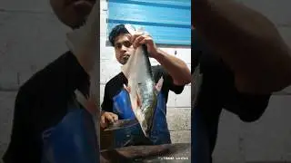amazing panggas fish cutting skills