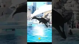 Swimming with dolphins 13#beach #music #edm #games #shorts #trending #memes @ArbindNepal897