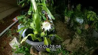 Rare Midnight Bloom Caught on Camera