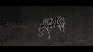 Cenozoic Survival Quagga/Zebra herd Gameplay (Part 2)