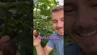 Как обрезать инжирное дерево, чтобы получить тонны плодов