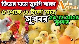 এ গ্রেট বাচ্চার দাম এখন একদম কম || আজকের মুরগির বাচ্চার দাম || মুরগির বাচ্চার দাম || #মুরগির_বাচ্চা 