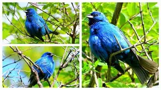 Beautiful Indigo Bunting singing  .Canada wild animals series.  , Nikon d7500 series in 4K