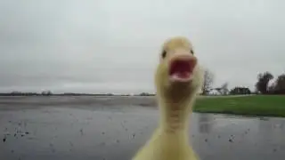 ANDA A LA CONCHA DE TU MADRE
