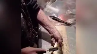 Scaling and butterfly filleting perch