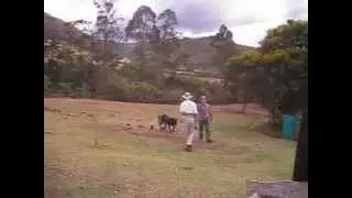 Perro minusvalido camina II
