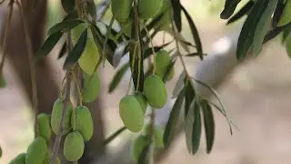 بدء موسم قطاف الزيتون وعصره في بلدة الجانودية بريف إدلب