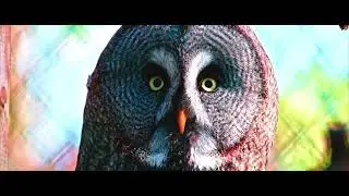I am a wonderful nature photographer from Korea actor Order within yourself  Порядок внутри себя