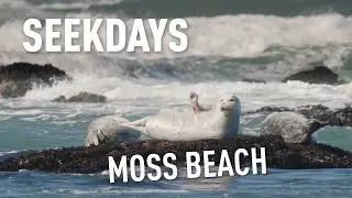 SEEKDAYS - Episode 01 - Tide Pools and Harbor Seals at Moss Beach