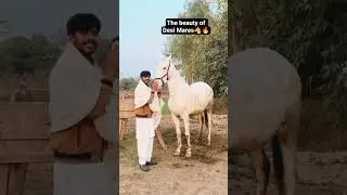 Mares love🐴🔥 #horse #horseriding #rajabfamily #unfrezzmyaccount #viral #dancevideo #1000subscriber