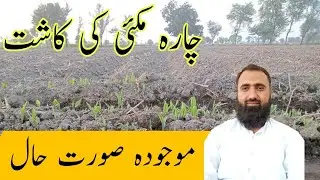 Current condition of fodder maize sown on ridges || Bilal Kanju Official