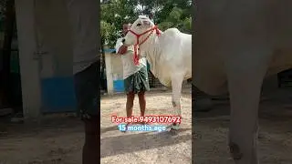 🌻Ongole calf for sale9493107692🌻15 months age🌻55 inches height🌻@mukkalafarms9493 #cow #viral