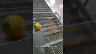 Orange juice production line