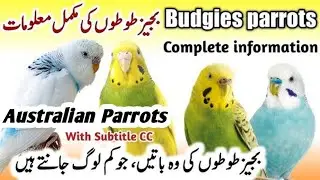 Australian Parrots breeding Tips | Complete information of Australian Parrots.