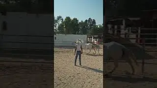 #animalshorts #shorts #satisfyingvideo #satisfying #apsvlogs